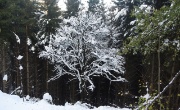 54 Neve...